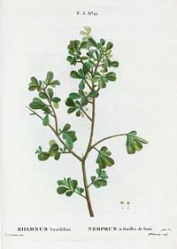 European buckthorn, Rhamnus buxifolius from Trait&eacute; des Arbres et Arbustes que l&rsquo;on cultive en France en pleine terre (1801&ndash;1819) by <a href="https://www.rawpixel.com/search/Redout%C3%A9?sort=curated&amp;page=1">Pierre-Joseph Redout&eacute;</a>. Original from the New York Public Library. Digitally enhanced by rawpixel.