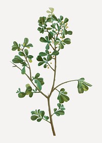 Vintage European buckthorn branch plant vector