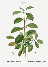 Alder buckthorn, Rhamnus frangula from Trait&eacute; des Arbres et Arbustes que l&rsquo;on cultive en France en pleine terre (1801&ndash;1819) by <a href="https://www.rawpixel.com/search/Redout%C3%A9?sort=curated&amp;page=1">Pierre-Joseph Redout&eacute;</a>. Original from the New York Public Library. Digitally enhanced by rawpixel.