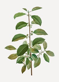 Vintage alder buckthorn branch plant vector