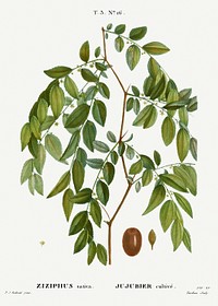 Jujube, Ziziphus sativa from Trait&eacute; des Arbres et Arbustes que l&rsquo;on cultive en France en pleine terre (1801&ndash;1819) by <a href="https://www.rawpixel.com/search/Redout%C3%A9?sort=curated&amp;page=1">Pierre-Joseph Redout&eacute;</a>. Original from the New York Public Library. Digitally enhanced by rawpixel.