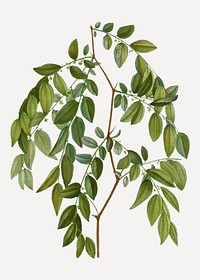 Vintage jujube branch plant vector