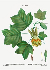 Tulip tree (Liriodendron tulipifera) from Trait&eacute; des Arbres et Arbustes que l&rsquo;on cultive en France en pleine terre (1801&ndash;1819) by <a href="https://www.rawpixel.com/search/Redout%C3%A9?sort=curated&amp;page=1">Pierre-Joseph Redout&eacute;</a>. Original from the New York Public Library. Digitally enhanced by rawpixel.