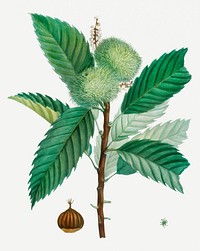 Vintage sweet chestnut plant illustration