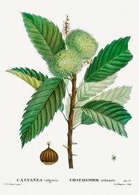 Sweet chestnut (Castanea sativa) from Trait&eacute; des Arbres et Arbustes que l&rsquo;on cultive en France en pleine terre (1801&ndash;1819) by <a href="https://www.rawpixel.com/search/Redout%C3%A9?sort=curated&amp;page=1">Pierre-Joseph Redout&eacute;</a>. Original from the New York Public Library. Digitally enhanced by rawpixel.