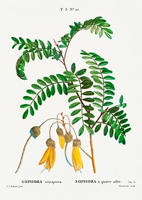 Large-leaved kōwhai (Sophora tetraptera) from Trait&eacute; des Arbres et Arbustes que l&rsquo;on cultive en France en pleine terre (1801&ndash;1819) by <a href="https://www.rawpixel.com/search/Redout%C3%A9?sort=curated&amp;page=1">Pierre-Joseph Redout&eacute;</a>. Original from the New York Public Library. Digitally enhanced by rawpixel.