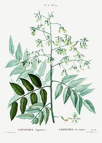 Japanese pagoda tree (Sophora japonica) from Trait&eacute; des Arbres et Arbustes que l&rsquo;on cultive en France en pleine terre (1801&ndash;1819) by <a href="https://www.rawpixel.com/search/Redout%C3%A9?sort=curated&amp;page=1">Pierre-Joseph Redout&eacute;</a>. Original from the New York Public Library. Digitally enhanced by rawpixel.