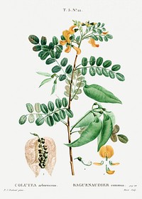 Bladder-senna (Colutea arborescens) from Trait&eacute; des Arbres et Arbustes que l&rsquo;on cultive en France en pleine terre (1801&ndash;1819) by <a href="https://www.rawpixel.com/search/Redout%C3%A9?sort=curated&amp;page=1">Pierre-Joseph Redout&eacute;</a>. Original from the New York Public Library. Digitally enhanced by rawpixel.