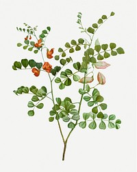 Vintage blood spotted bladder senna branch plant illustration