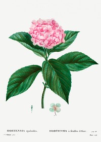 French hydrangea (Hortensia opuloides) from Trait&eacute; des Arbres et Arbustes que l&rsquo;on cultive en France en pleine terre (1801&ndash;1819) by <a href="https://www.rawpixel.com/search/Redout%C3%A9?sort=curated&amp;page=1">Pierre-Joseph Redout&eacute;</a>. Original from the New York Public Library. Digitally enhanced by rawpixel.