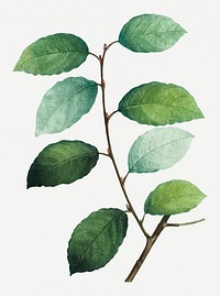 Vintage eared willow plant illustration