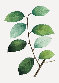 Vintage eared willow plant vector