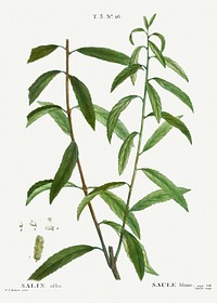 White willow, Salix alba from Trait&eacute; des Arbres et Arbustes que l&rsquo;on cultive en France en pleine terre (1801&ndash;1819) by <a href="https://www.rawpixel.com/search/Redout%C3%A9?sort=curated&amp;page=1">Pierre-Joseph Redout&eacute;</a>. Original from the New York Public Library. Digitally enhanced by rawpixel.