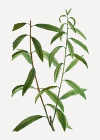Vintage white willow branch plant vector