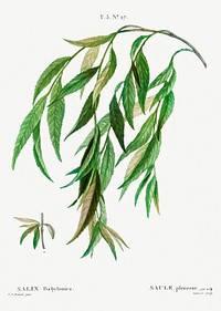 Weeping willow (Salix babylonica) from Trait&eacute; des Arbres et Arbustes que l&rsquo;on cultive en France en pleine terre (1801&ndash;1819) by <a href="https://www.rawpixel.com/search/Redout%C3%A9?sort=curated&amp;page=1">Pierre-Joseph Redout&eacute;</a>. Original from the New York Public Library. Digitally enhanced by rawpixel.