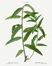 Basket willow, Salix viminalis from Trait&eacute; des Arbres et Arbustes que l&rsquo;on cultive en France en pleine terre (1801&ndash;1819) by <a href="https://www.rawpixel.com/search/Redout%C3%A9?sort=curated&amp;page=1">Pierre-Joseph Redout&eacute;</a>. Original from the New York Public Library. Digitally enhanced by rawpixel.