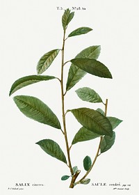 Grey willow, Salix cinerea from Trait&eacute; des Arbres et Arbustes que l&rsquo;on cultive en France en pleine terre (1801&ndash;1819) by <a href="https://www.rawpixel.com/search/Redout%C3%A9?sort=curated&amp;page=1">Pierre-Joseph Redout&eacute;</a>. Original from the New York Public Library. Digitally enhanced by rawpixel.