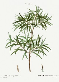 Bitter willow, Salix angustifolia from Trait&eacute; des Arbres et Arbustes que l&rsquo;on cultive en France en pleine terre (1801&ndash;1819) by <a href="https://www.rawpixel.com/search/Redout%C3%A9?sort=curated&amp;page=1">Pierre-Joseph Redout&eacute;</a>. Original from the New York Public Library. Digitally enhanced by rawpixel.