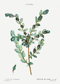 Creeping willow (Salix arenaria) from Trait&eacute; des Arbres et Arbustes que l&rsquo;on cultive en France en pleine terre (1801&ndash;1819) by <a href="https://www.rawpixel.com/search/Redout%C3%A9?sort=curated&amp;page=1">Pierre-Joseph Redout&eacute;</a>. Original from the New York Public Library. Digitally enhanced by rawpixel.