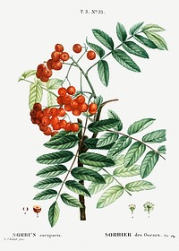 Mountain ash (Sorbus aucuparia) from Trait&eacute; des Arbres et Arbustes que l&rsquo;on cultive en France en pleine terre (1801&ndash;1819) by <a href="https://www.rawpixel.com/search/Redout%C3%A9?sort=curated&amp;page=1">Pierre-Joseph Redout&eacute;</a>. Original from the New York Public Library. Digitally enhanced by rawpixel.