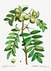 Sorb tree (Sorbus domestica) from Trait&eacute; des Arbres et Arbustes que l&rsquo;on cultive en France en pleine terre (1801&ndash;1819) by <a href="https://www.rawpixel.com/search/Redout%C3%A9?sort=curated&amp;page=1">Pierre-Joseph Redout&eacute;</a>. Original from the New York Public Library. Digitally enhanced by rawpixel.
