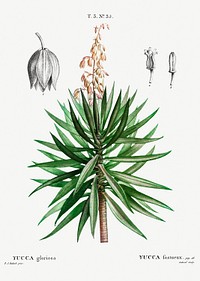 Spanish dagger (Yucca gloriosa) from Trait&eacute; des Arbres et Arbustes que l&rsquo;on cultive en France en pleine terre (1801&ndash;1819) by <a href="https://www.rawpixel.com/search/Redout%C3%A9?sort=curated&amp;page=1">Pierre-Joseph Redout&eacute;</a>. Original from the New York Public Library. Digitally enhanced by rawpixel.