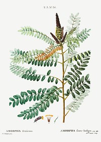 False indigo bush from Trait&eacute; des Arbres et Arbustes que l&rsquo;on cultive en France en pleine terre (1801&ndash;1819) by <a href="https://www.rawpixel.com/search/Redout%C3%A9?sort=curated&amp;page=1">Pierre-Joseph Redout&eacute;</a>. Original from the New York Public Library. Digitally enhanced by rawpixel.