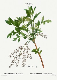 Shrub yellowroot, Zanthoriza apiifolia from Trait&eacute; des Arbres et Arbustes que l&rsquo;on cultive en France en pleine terre (1801&ndash;1819) by <a href="https://www.rawpixel.com/search/Redout%C3%A9?sort=curated&amp;page=1">Pierre-Joseph Redout&eacute;</a>. Original from the New York Public Library. Digitally enhanced by rawpixel.