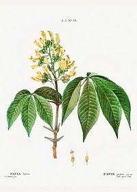 Pavia lutea from Trait&eacute; des Arbres et Arbustes que l&rsquo;on cultive en France en pleine terre (1801&ndash;1819) by <a href="https://www.rawpixel.com/search/Redout%C3%A9?sort=curated&amp;page=1">Pierre-Joseph Redout&eacute;</a>. Original from the New York Public Library. Digitally enhanced by rawpixel.