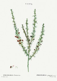 Tortoise berry, Polygala heisteria from Trait&eacute; des Arbres et Arbustes que l&rsquo;on cultive en France en pleine terre (1801&ndash;1819) by <a href="https://www.rawpixel.com/search/Redout%C3%A9?sort=curated&amp;page=1">Pierre-Joseph Redout&eacute;</a>. Original from the New York Public Library. Digitally enhanced by rawpixel.
