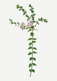 Vintage heart-leaved polygala branch plant illustration