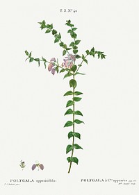 Heart-leaved polygala, Polygala oppositifolia from Trait&eacute; des Arbres et Arbustes que l&rsquo;on cultive en France en pleine terre (1801&ndash;1819) by <a href="https://www.rawpixel.com/search/Redout%C3%A9?sort=curated&amp;page=1">Pierre-Joseph Redout&eacute;</a>. Original from the New York Public Library. Digitally enhanced by rawpixel.