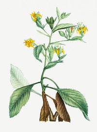 Vintage musschia aurea plant illustration
