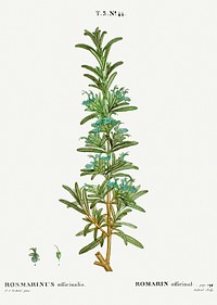 Rosemary, Rosmarinus officinalis from Trait&eacute; des Arbres et Arbustes que l&rsquo;on cultive en France en pleine terre (1801&ndash;1819) by <a href="https://www.rawpixel.com/search/Redout%C3%A9?sort=curated&amp;page=1">Pierre-Joseph Redout&eacute;</a>. Original from the New York Public Library. Digitally enhanced by rawpixel.