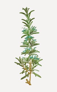 Vintage rosemary branch plant vector