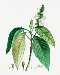 Vintage malabar nut flower illustration