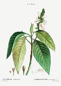 Malabar nut (Justicia adhatoda) from Trait&eacute; des Arbres et Arbustes que l&rsquo;on cultive en France en pleine terre (1801&ndash;1819) by <a href="https://www.rawpixel.com/search/Redout%C3%A9?sort=curated&amp;page=1">Pierre-Joseph Redout&eacute;</a>. Original from the New York Public Library. Digitally enhanced by rawpixel.