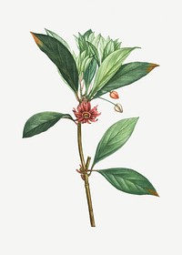 Vintage Florida anise plant illustration