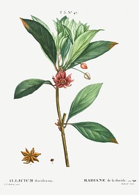 Florida anise (Illicium floridanum) from Trait&eacute; des Arbres et Arbustes que l&rsquo;on cultive en France en pleine terre (1801&ndash;1819) by <a href="https://www.rawpixel.com/search/Redout%C3%A9?sort=curated&amp;page=1">Pierre-Joseph Redout&eacute;</a>. Original from the New York Public Library. Digitally enhanced by rawpixel.