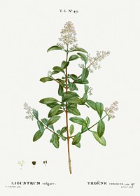 Wild privet, Ligustrum vulgare from Trait&eacute; des Arbres et Arbustes que l&rsquo;on cultive en France en pleine terre (1801&ndash;1819) by <a href="https://www.rawpixel.com/search/Redout%C3%A9?sort=curated&amp;page=1">Pierre-Joseph Redout&eacute;</a>. Original from the New York Public Library. Digitally enhanced by rawpixel.