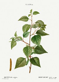 Black birch, Betula nigra from Trait&eacute; des Arbres et Arbustes que l&rsquo;on cultive en France en pleine terre (1801&ndash;1819) by <a href="https://www.rawpixel.com/search/Redout%C3%A9?sort=curated&amp;page=1">Pierre-Joseph Redout&eacute;</a>. Original from the New York Public Library. Digitally enhanced by rawpixel.
