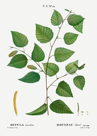 Paper birch, Betula excelsa from Trait&eacute; des Arbres et Arbustes que l&rsquo;on cultive en France en pleine terre (1801&ndash;1819) by <a href="https://www.rawpixel.com/search/Redout%C3%A9?sort=curated&amp;page=1">Pierre-Joseph Redout&eacute;</a>. Original from the New York Public Library. Digitally enhanced by rawpixel.