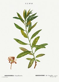 Rhodora, Rhodora Canadensis from Trait&eacute; des Arbres et Arbustes que l&rsquo;on cultive en France en pleine terre (1801&ndash;1819) by <a href="https://www.rawpixel.com/search/Redout%C3%A9?sort=curated&amp;page=1">Pierre-Joseph Redout&eacute;</a>. Original from the New York Public Library. Digitally enhanced by rawpixel.