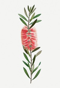 Vintage metrosideros lophanta plant illustration