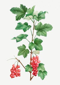Vintage redcurrant fruit plant illustration