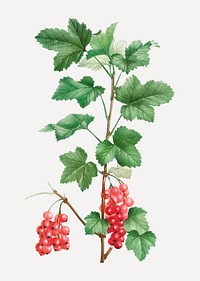 Vintage redcurrant fruit plant vector