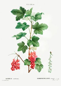 Redcurrant (Ribes rubrum) from Traité des Arbres et Arbustes que l’on cultive en France en pleine terre (1801–1819) by Pierre-Joseph Redouté. Original from the New York Public Library. Digitally enhanced by rawpixel.