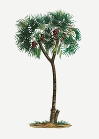 Vintage date palm tree illustration