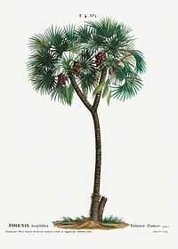 Date palm (Phoenix dactylifera) from Trait&eacute; des Arbres et Arbustes que l&rsquo;on cultive en France en pleine terre (1801&ndash;1819) by <a href="https://www.rawpixel.com/search/Redout%C3%A9?sort=curated&amp;page=1">Pierre-Joseph Redout&eacute;</a>. Original from the New York Public Library. Digitally enhanced by rawpixel.