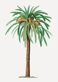 Vintage date palm plant vector